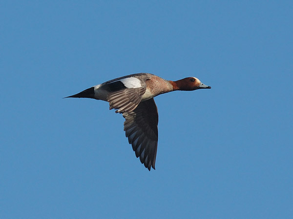 Haapana, Eurasian Wigeon, Anas penelope